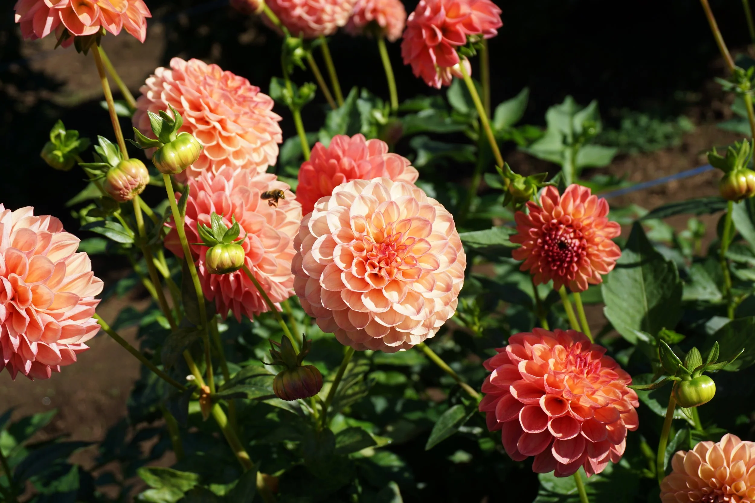 Hollyhill Funhouse — Jamie's Dahlias and Flower Farm